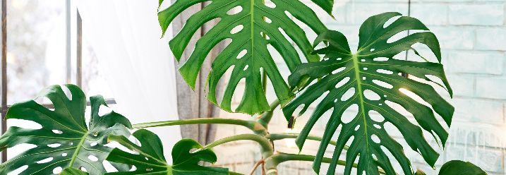 Große Monstera